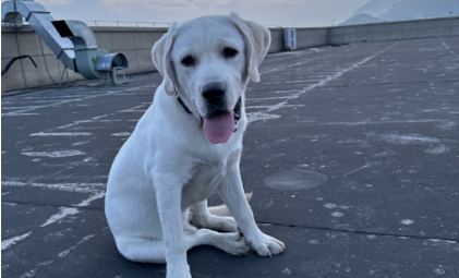 milantiyu-中老年“富养”猫狗成主流，透过银发族宠物消费六大特点，探索撬动千亿级市场关键路径